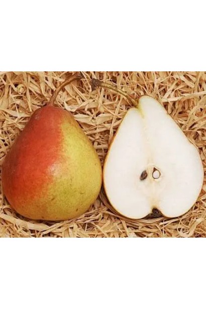 Розрізаний плід груші Десертна з білою соковитою м’якоттю